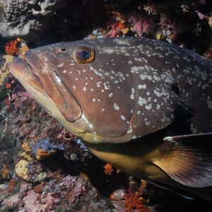 Cours de Spécialité en Ecologie Marine sur les Iles Medas